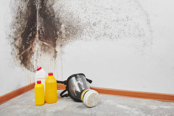 Best Toxic Mold Removal  in Julesburg, CO