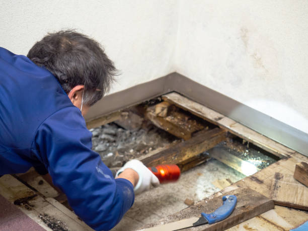 Best Mold Damage Repair  in Julesburg, CO