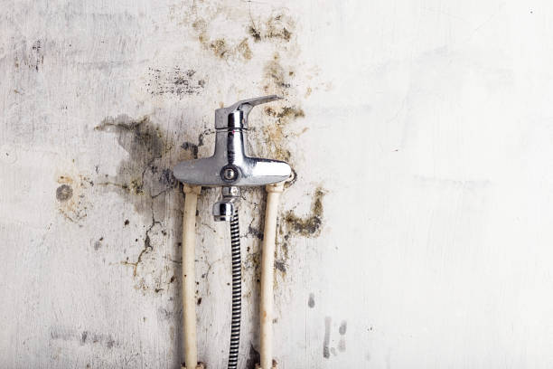 Best Commercial Mold Removal  in Julesburg, CO