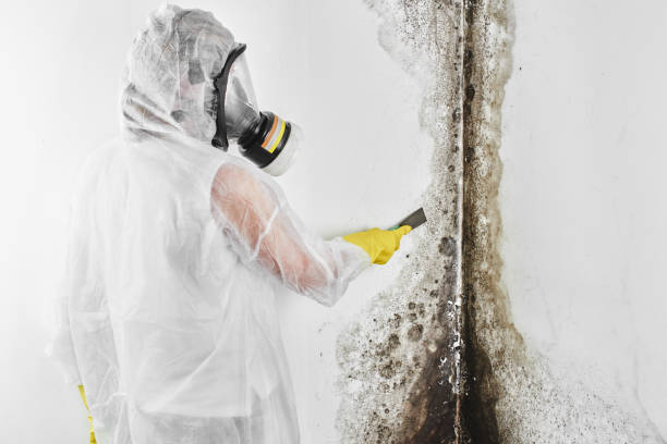 Best Best Mold Removal Companies  in Julesburg, CO