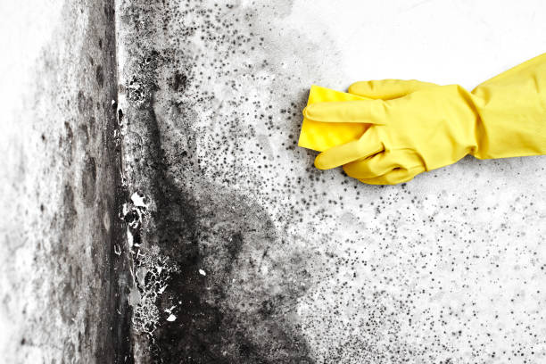 Best Same-Day Mold Removal  in Julesburg, CO