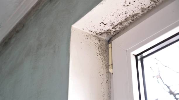 Best Mold Remediation Experts  in Julesburg, CO