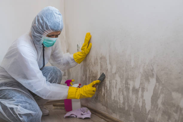 Best Affordable Mold Removal  in Julesburg, CO