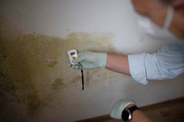 Best Mold Remediation  in Julesburg, CO