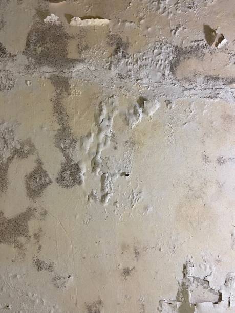 Best Black Mold Removal  in Julesburg, CO