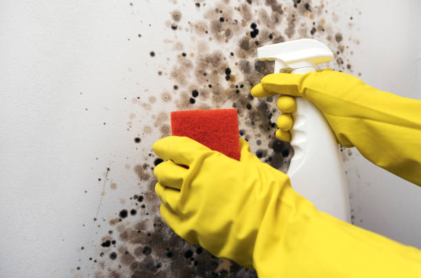 Best Toxic Mold Removal  in Julesburg, CO
