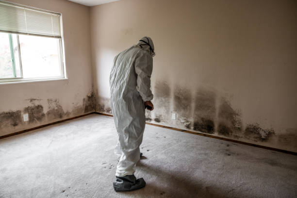 Best Professional Mold Removal  in Julesburg, CO