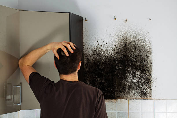 Trusted Julesburg, CO Mold Removal Experts