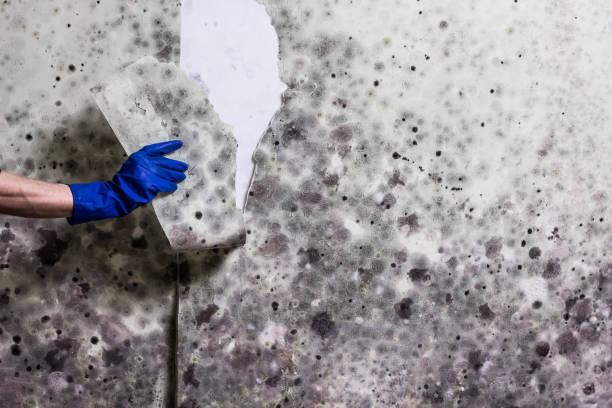Best Same-Day Mold Removal  in Julesburg, CO