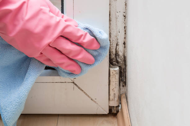 Best Affordable Mold Removal  in Julesburg, CO